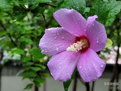【夏日好时光】木槿树下拍木槿