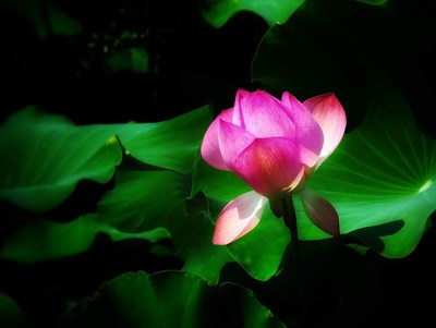 【夏日好时光】+夏荷