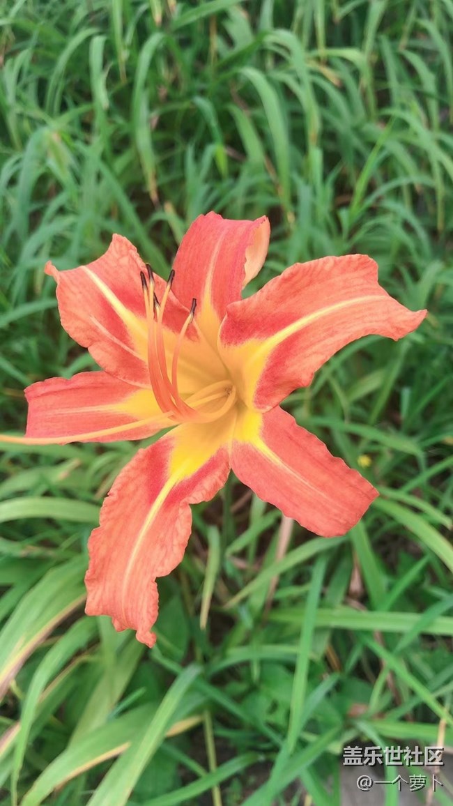 【年中小结】花花草草