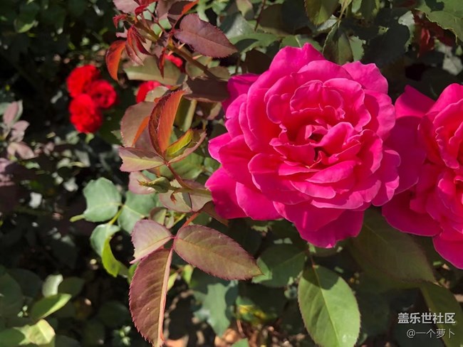 【年中小结】花花草草