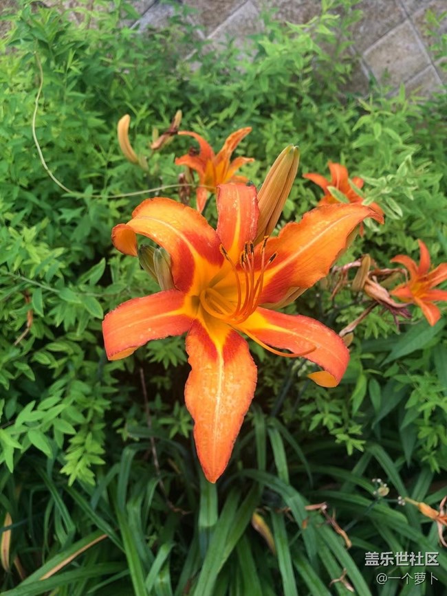 【年中小结】花花草草