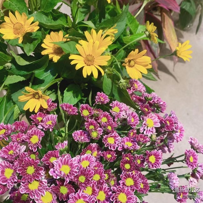 【青葱岁月】花花草草的青青葱葱