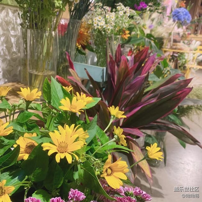 【青葱岁月】花花草草的青青葱葱