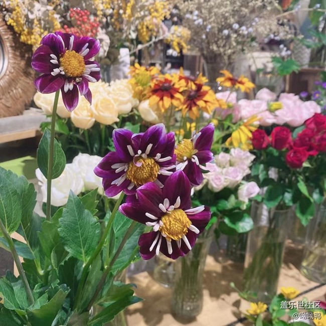 【青葱岁月】花花草草的青青葱葱