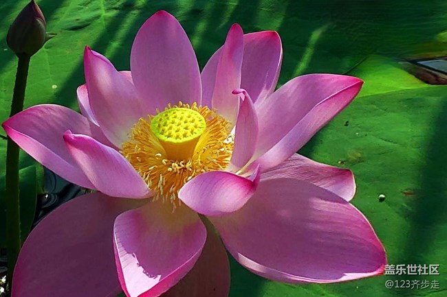 【青葱岁月】荷花盛开