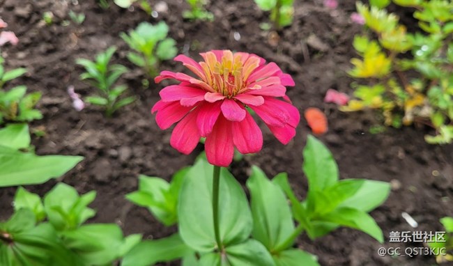 【青葱岁月】+岁月如花