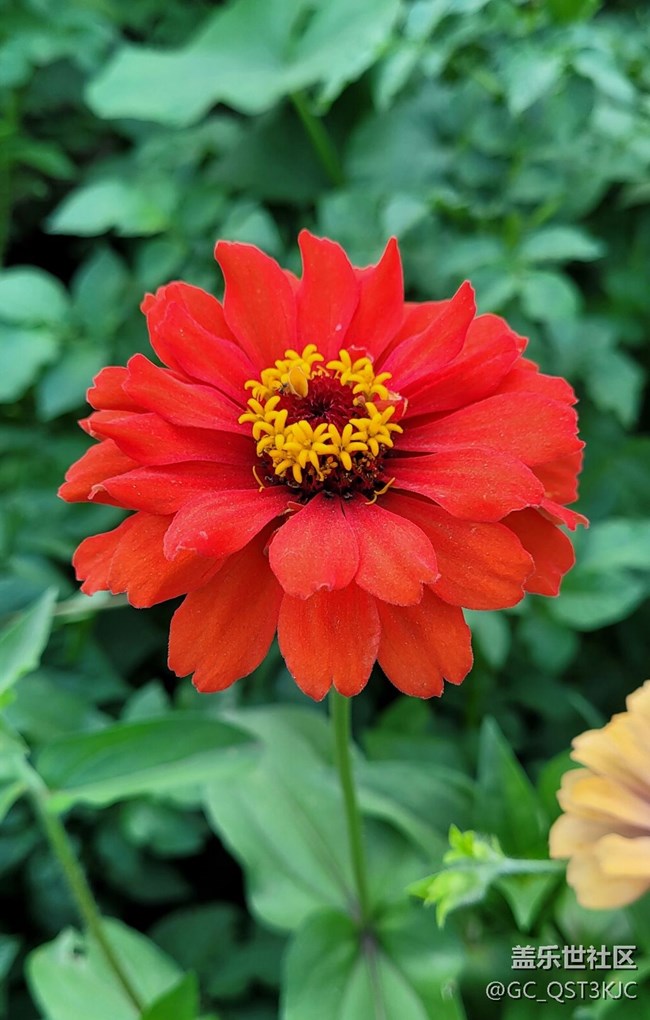 【青葱岁月】+岁月如花