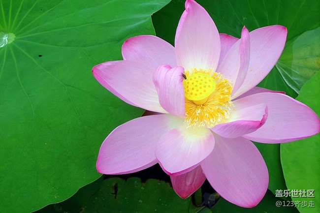 【青葱岁月】荷花盛开