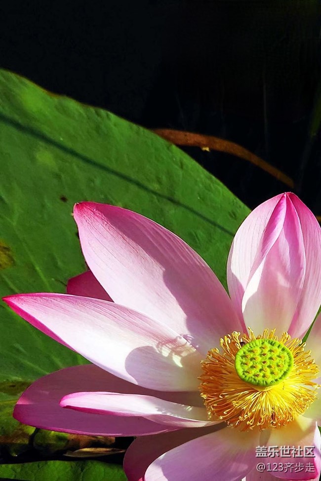 【青葱岁月】荷花盛开