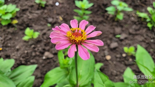 【青葱岁月】+岁月如花