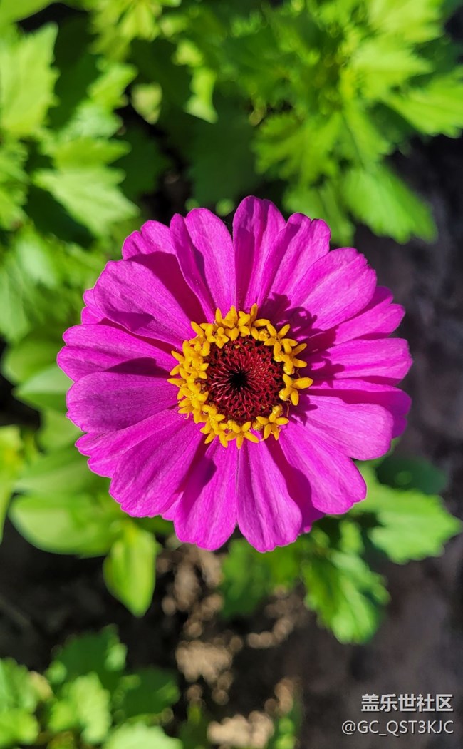 【青葱岁月】+岁月如花