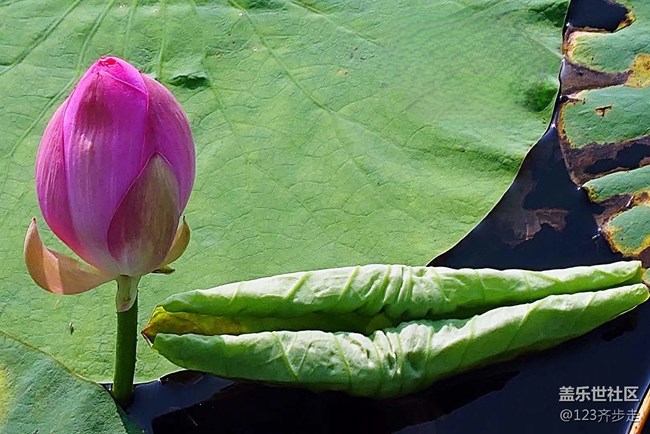 【青葱岁月】荷花盛开