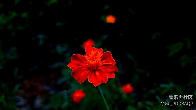 花开盛夏，三星A71记录美好夏天！！