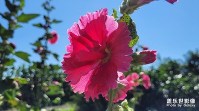 【唯爱七夕】+一起赏花