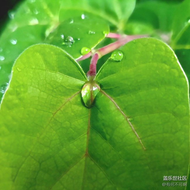 【秋高气爽】秋叶