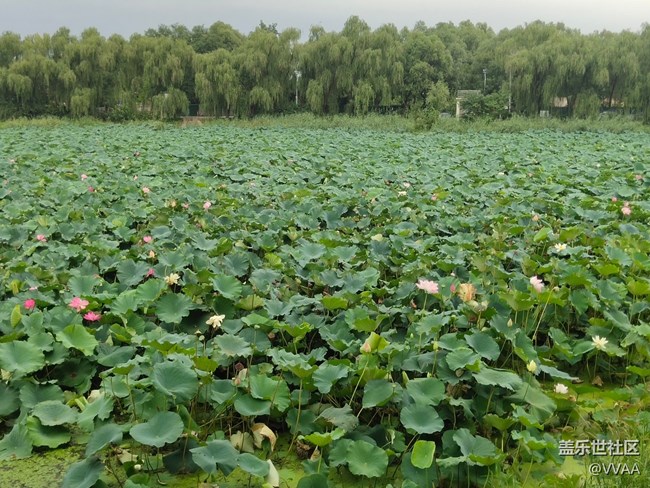 【秋高气爽】秋风好凉爽