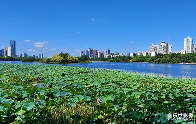 夏日南湖