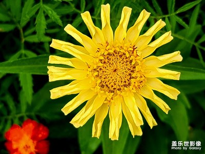 【早秋】+那些花儿