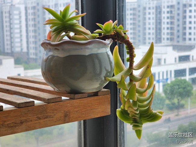 窗台小景