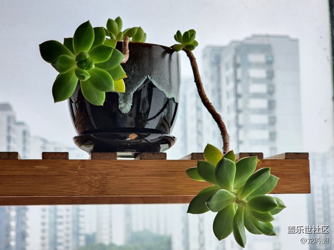 窗台小景