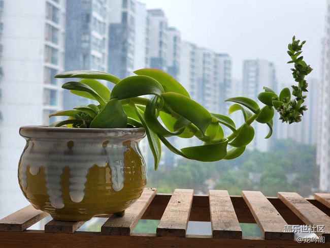 窗台小景