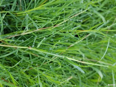 默默无闻的小草