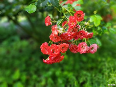 【美在身边】+ 红花绿草