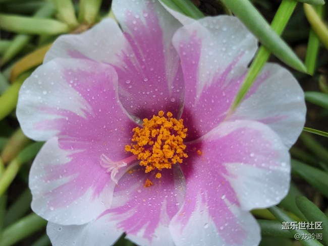 那些花儿  顺祝双节快乐