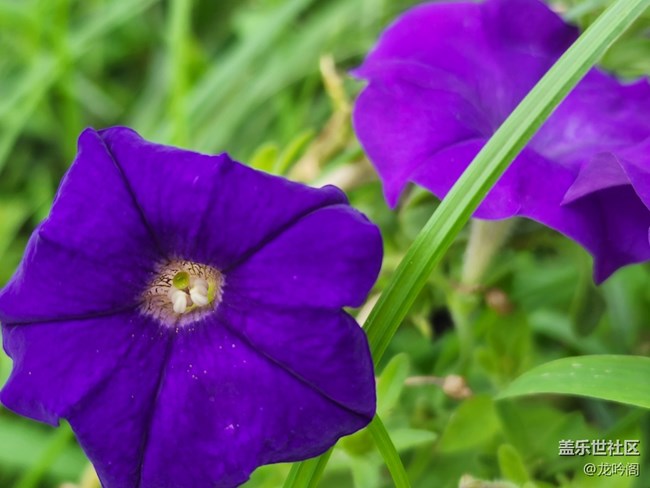 那些花儿  顺祝双节快乐
