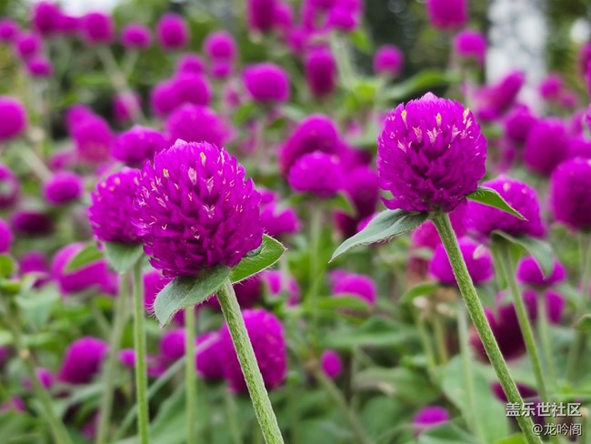 那些花儿  顺祝双节快乐