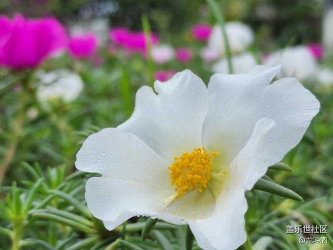 那些花儿  顺祝双节快乐