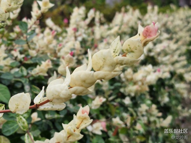 那些花儿  顺祝双节快乐