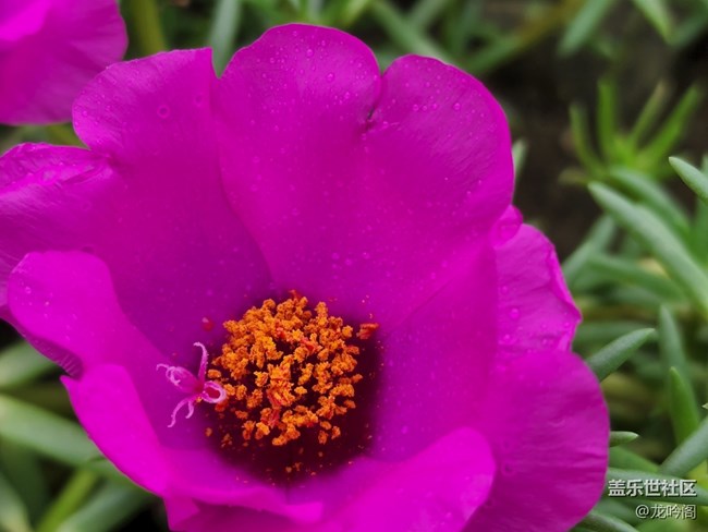 那些花儿  顺祝双节快乐