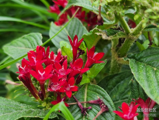 那些花儿  顺祝双节快乐