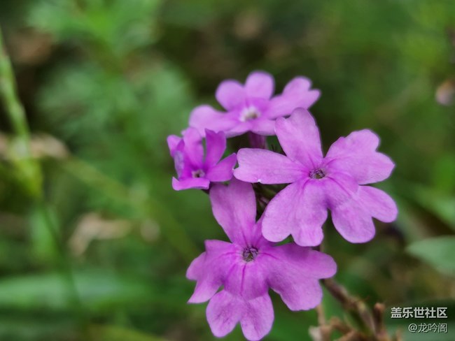 那些花儿  顺祝双节快乐