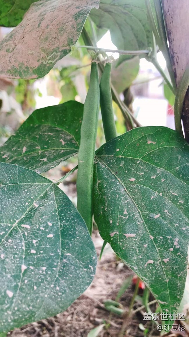 【人间烟火气】乡村风光