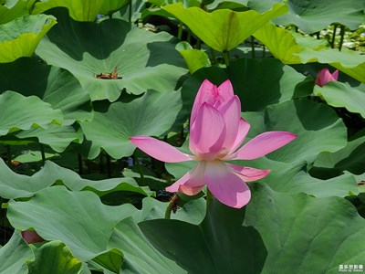 出水芙蓉