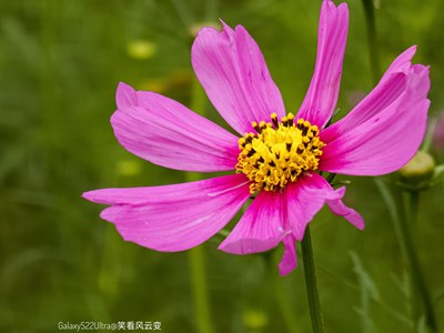 Galaxy S22Ultra  小雨过后的格桑花