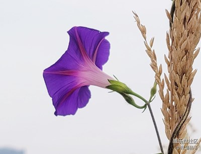秋天里的牵牛花