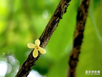 【秋日丽影】+秋韵