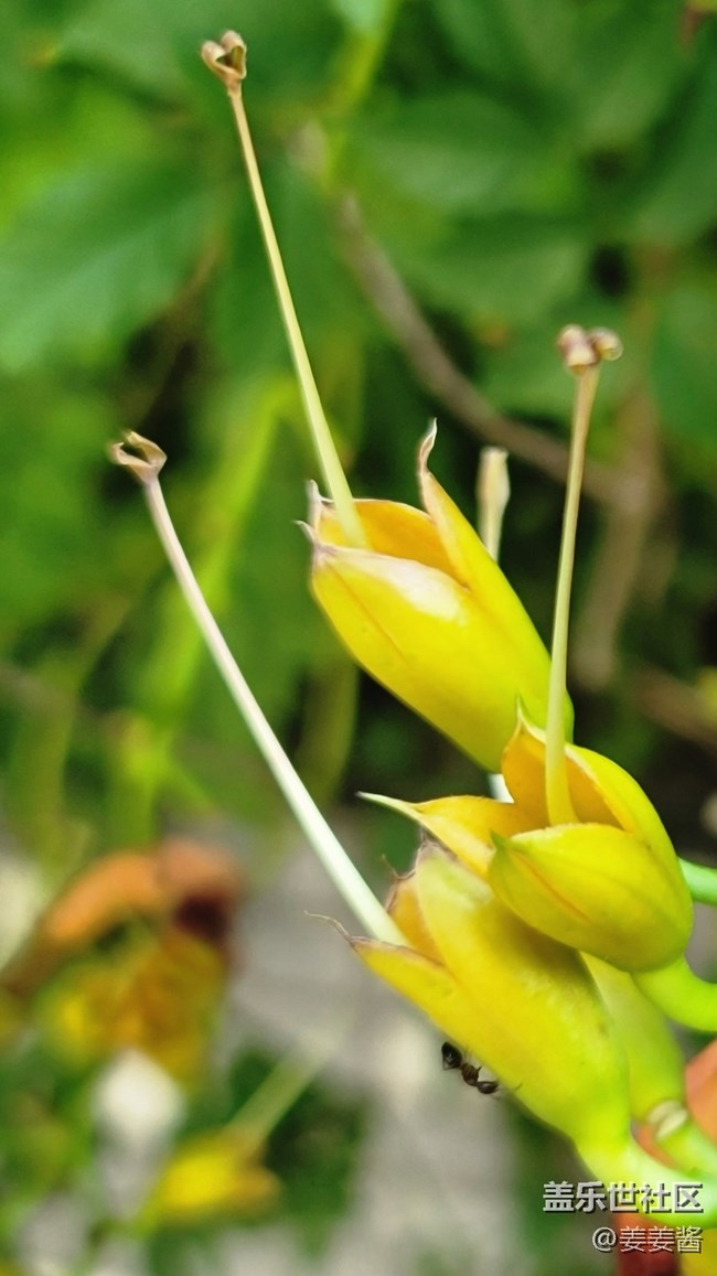 #秋已至——小黄花