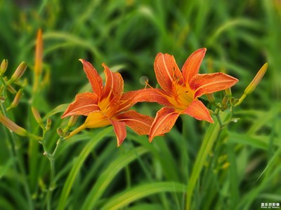 花草相依