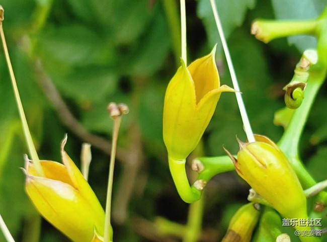 #秋已至——小黄花