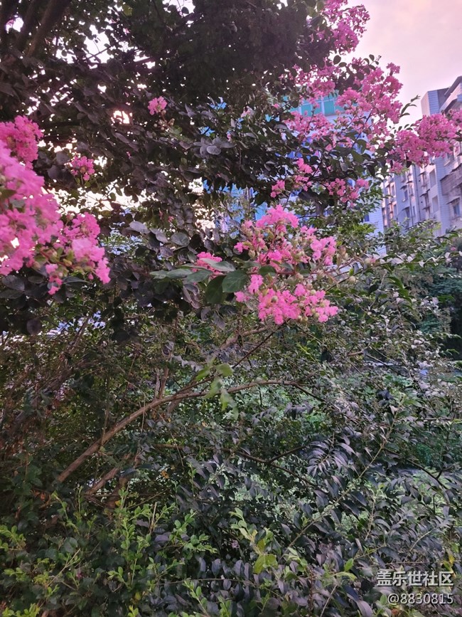 #秋已至——花继续开