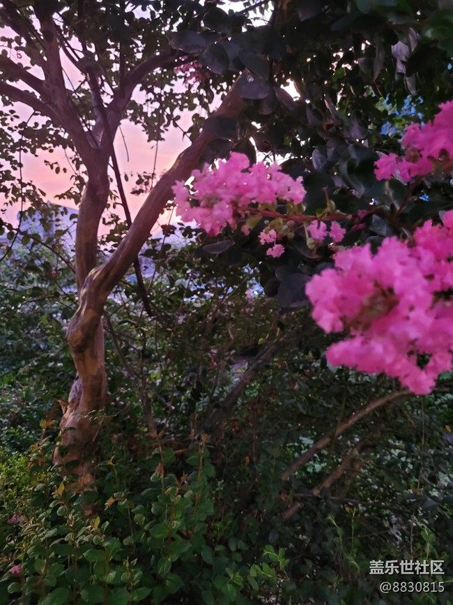 #秋已至——花继续开