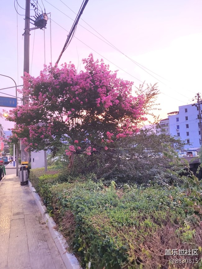 #秋已至——花继续开