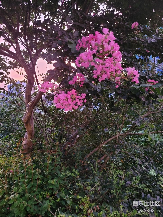 #秋已至——花继续开