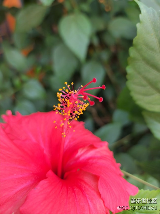 花儿