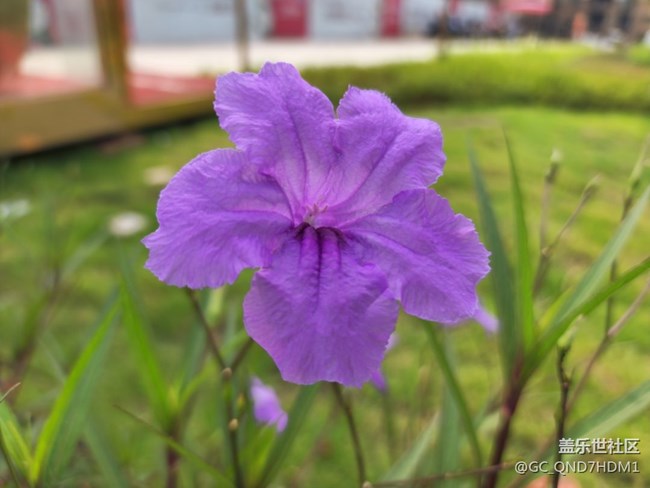 花儿