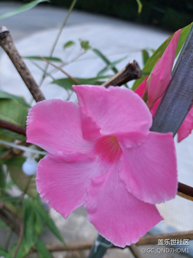 花儿